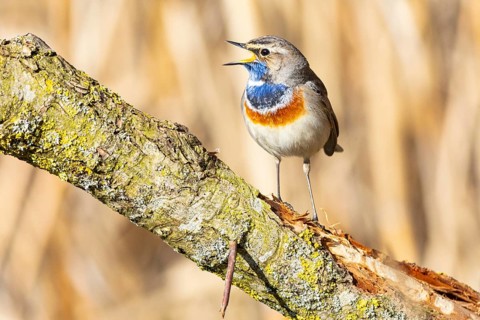 Bluethroat (Luscinia svecica cyanecula) ml Germany