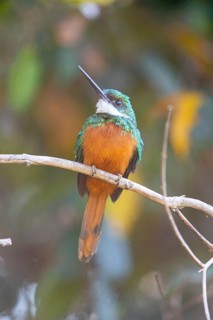 Rufous-tailed jacamar (Galbula ruficauda) Pantanal Brazil