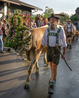 16. 09. 2022. Almabtrieb, cattle seperation in Thalkirchdorf, Markt Oberstaufen, Allgäu, Bavaria,