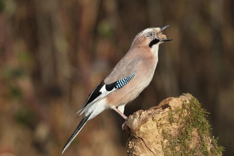 Eurasian jay (Garrulus glandarius) at winter feeding in the forest, Allgäu, Bavaria, Germany,
