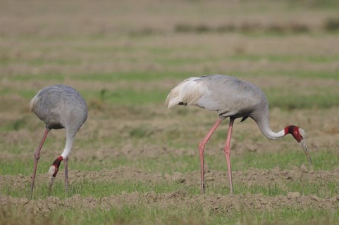Sarus Crane (Antigone antigone) foraging, Keoladeo National Park, India