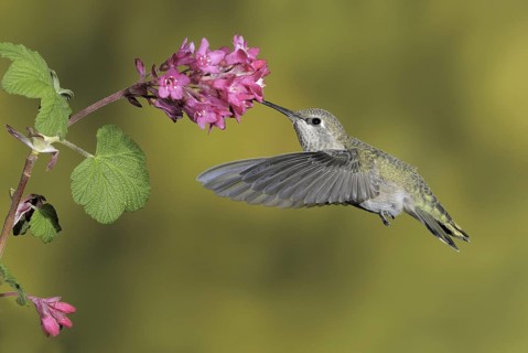 Anna's Hummingbird (Calypte anna), British Columbia, Canada
