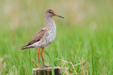 Redshank (Tringa totanus), Schleswig-Holstein, Germany