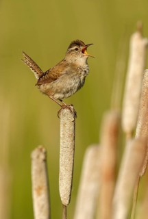 Marsh Wren (Cistothorus palustris) singing, British Columbia, Canada