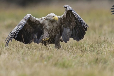 White-tailed Eagle (Haliaeetus albicilla), Kutno, Poland