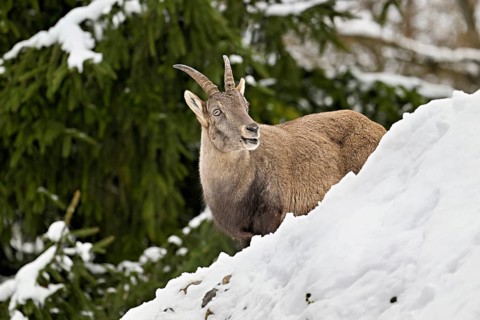 Alpine ibex (Capra ibex), in a snowy landscape, Captive, Switzerland