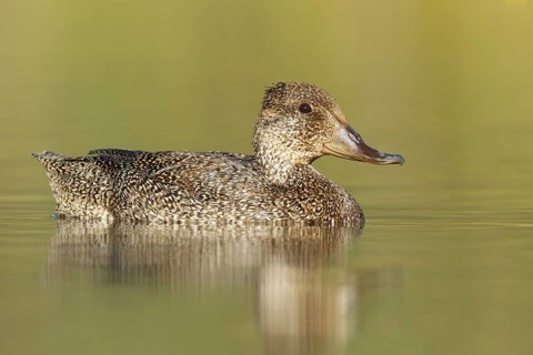 Freckled Duck (Stictonetta naevosa) female, Victoria, Australia