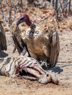 White-backed vulture (Gyps africanus) with bloody head at the head of a dead plains zebra (Equus