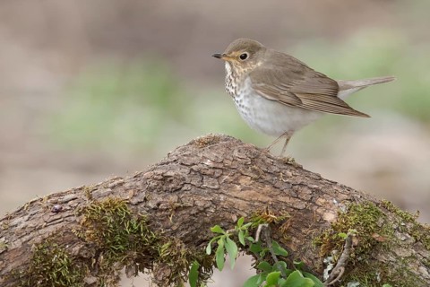 Swainson's Thrush (Catharus ustulatus) perched on a log, Texas, USA
