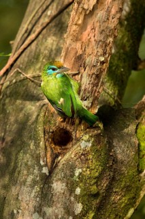 Yellow-fronted Barbet (Psilopogon flavifrons) at nest hole, Horton Plains, Sri Lanka