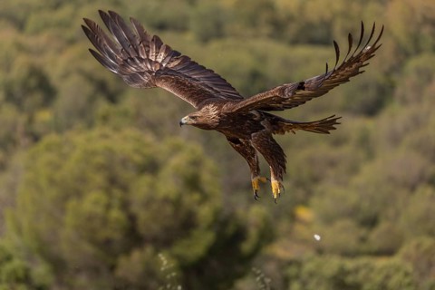 Golden eagle (Aquila chrysaetos), in flight, Andalusia, Spain