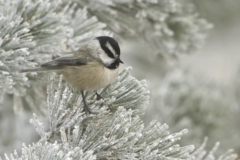 Mountain Chickadee (Poecile gambeli), New Mexico, USA