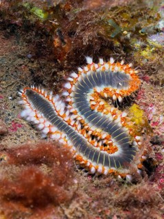 An S-shaped fireworm (Hermodice carunculata) on the seabed with detailed, colourful bristles. Dive