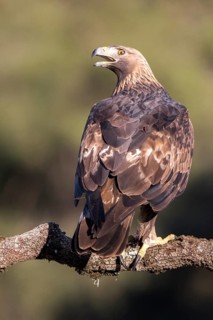 Golden Eagle (Aquila chrysaetos), Andalusia, Spain