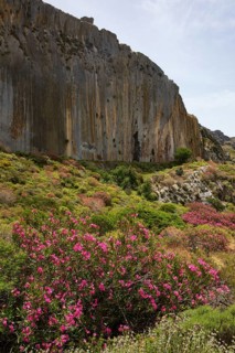 Oleander bush, rock face on the Sarella peninsula near Plakias, south coast, Crete, Greece