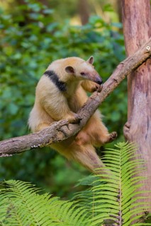 One southern tamandua (Tamandua tetradactyla), climbs up a tree in a forest