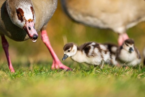 Egyptian goose (Alopochen aegyptiaca) mother with her chicks on a meadow at the shore of a lake,