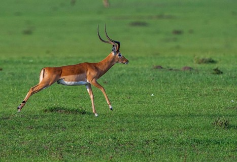 Blackheel antelope (Aepyceros melampus), South Africa