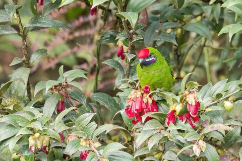 Plum-faced Lorikeet (Oreopsittacus arfaki) perched on a branch in Papua New Guinea