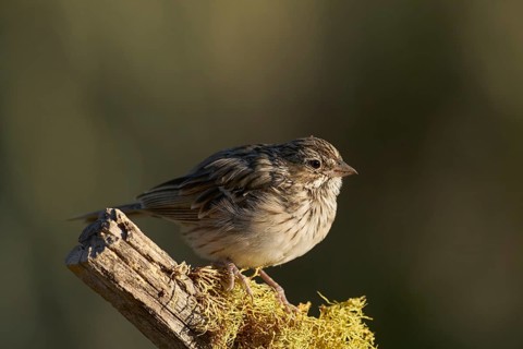 Juvenile Brewer's Sparrow