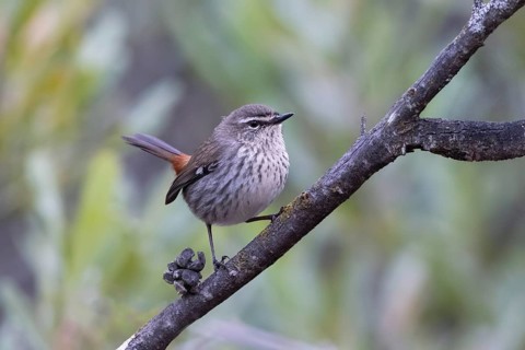 Shy Heathwren (Calamanthus cautus) female perched on a branch, Victoria, Australia