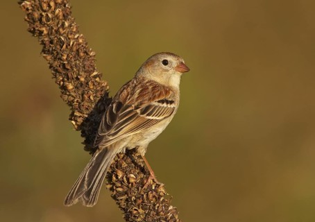 Field Sparrow (Spizella pusilla), Ohio, USA