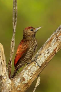 Blood-colored Woodpecker (Veniliornis sanguineus) perched on a branch in Guyana