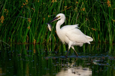 Little egret foraging, (Egretta garzetta) Salalah, Khawr Rawri, Dhofar, Oman