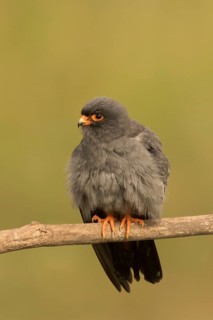 Red-footed Falcon (Falco vespertinus) adult male perched on a branch, Serbia
