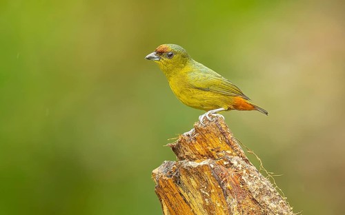 Olivrückenorganist (Olive-backed euphonia, Euphonia gouldi)