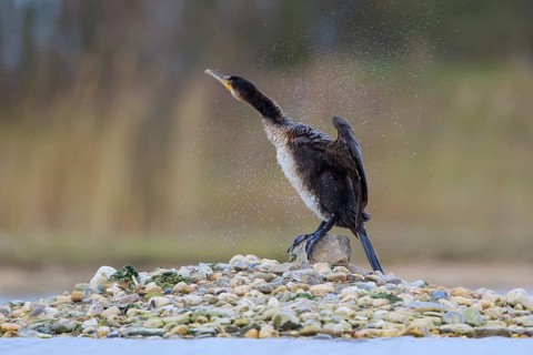Great Cormorant (Phalacrocorax carbo), North Rhine-Westphalia, Germany