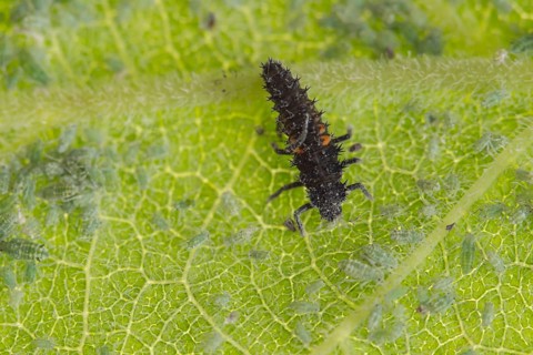 Harlequin ladybird or ladybug (Harmonia axyridis) adult insect larva and Plum aphid (Hyalopterus