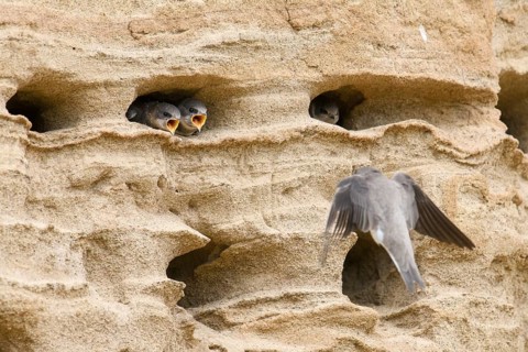 Sand martin (Riparia riparia) Young birds Chicks and feeding parents in a sand pit Sand excavation,