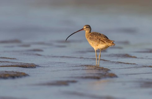Long-billed Curlew (Numenius americanus) - Morro Bay, California