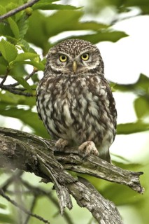 Little Owl (Athene noctua), Rhineland-Palatinate, Germany