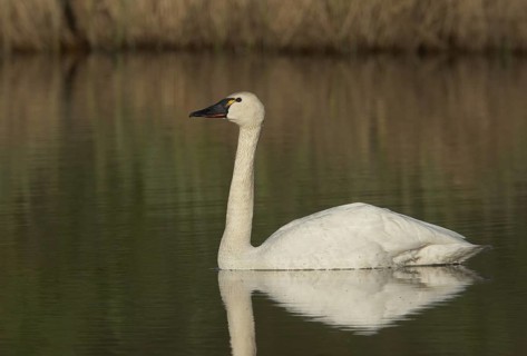 Tundra Swan (Cygnus columbianus), Alaska, USA