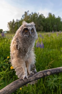 One young long-eared owl (Asio otus), sitting on a branch that is lying in a field of flowering