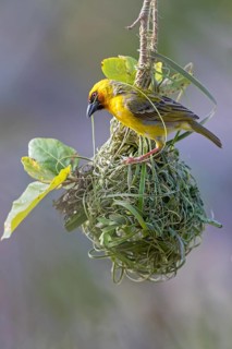 Ruppell's Weaver, Rueppell's Weaver, (Ploceus galbula), weaver bird building a nest, weaver birds,