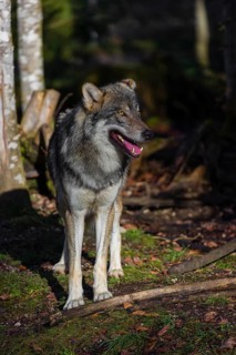 An adult male eurasian gray wolf (Canis lupus lupus) stands at a forest edge