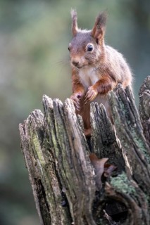 Squirrel (Sciurus vulgaris), Emsland, Lower Saxony, Germany