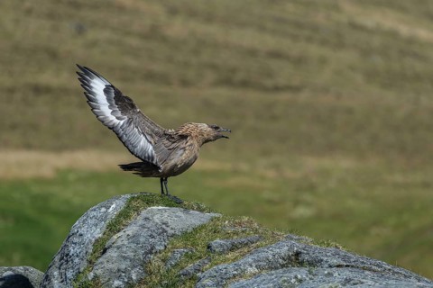 Skua - Große Raubmöve (Stercorarius skua) Great Skua
