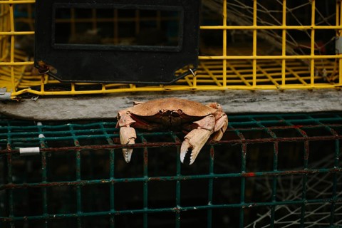 A vivid shot capturing a crab perched atop a fishing trap adorned with vibrant yellow and green