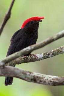 Helmeted Manakin (Antilophia galeata) perched on a branch in the Atlantic rainforest of southeast