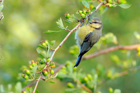 Eurasian Blue Tit (Cyanistes caeruleus) perched on a branch, Andalusia, Spain