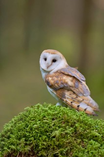 Barn owl (Tyto alba) Bavaria, Germany