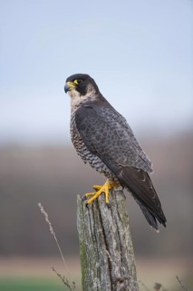 Peregrine Falcon (Falco peregrinus) female, Saxony, Germany