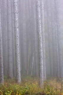 Birch trees in early morning mist. Autumn mood at lake Almsee, Grünau, Austria, Totes Gebirge