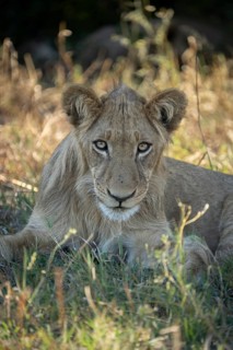 Lion cub (Panthera leo), looks strong pointing into the camera. Vertical portrait of face. Savuti,