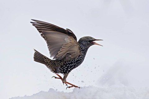 Starling (Sturnus vulgaris), close-up, female walking through the snow in winter with open beak and