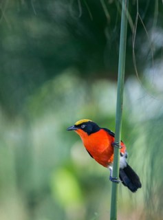 Papyrus Gonolek (Laniarius mufumbiri), Uganda